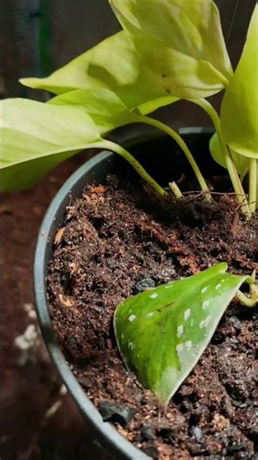 My take on a growtent enclosure for my future noodle 🍜 💚