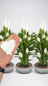 Just 1 glass, makes it explode with so many flowers (Any plant) | The Perfect Garden