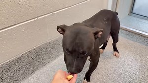 11/12 CELIA left the shelter today with a rescue! We'll update shortly! 11/11 🚨CELIA is still at the shelter - her rescue needs a FOSTER home for her! Please, If you're local open your ❤️ and 🏠 to a forgotten momma dog who deserves a second chance at life! Comment below if you can help‼️ 11/5 sweet momma CELIA has a rescue hold! We'll update once she's out of the shelter! 🥳 🆘We are looking for a new family for Momma CELIA since she has raised her very LAST litter. Her babies are weaned and i