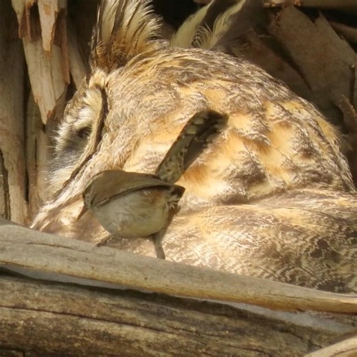 Tiny Bewick Wren Inspects a Great Horned Owl Nest #owl #wren #wildlife
