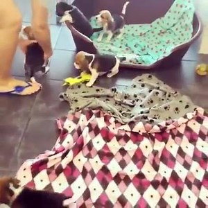 6.2K views · 157 reactions | Begin your week with some bitty, baby beagles! | AKC Pet Insurance | Facebook