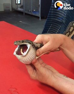 13M views · 16K reactions | Watch this vet massage a tennis ball out of a snake!  | The Dodo | Facebook