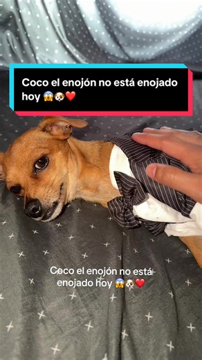 Coco el enojón no está enojado hoy: video viral del perro