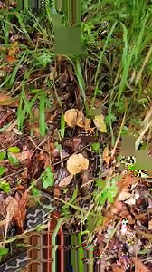 114K views · 960 reactions | Carpet Pythons Out and About in the Wet Weather! We were called to back to back jobs for a Carpet Python under a pool deck and another one that was hiding behind a bar fridge in a commercial building. Please remember snakes can still be on the move on wet days like today, so keep an eye out and call us anytime. 0409536000 | Sunshine Coast Snake Catchers 24/7 | Facebook