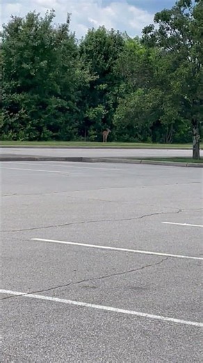 Deer 🦌 in the City