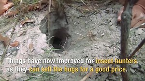 624K views · 4.4K reactions | Eating insects became popular in Cambodia during decades of civil war when starving refugees ate them to stay alive. Things have now improved for insect hunters in the region as they can sell insects at very good price. Bugs Cafe in Siem Reap is getting popular among tourists for its fusion of French and Cambodian cuisine using local ingredients and a wide variety of insects such as crickets, grasshoppers, spiders, ants and tarantulas. | Voice of America | Facebook