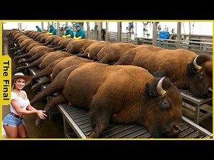 How Bisons Are Raised & Processed – Massive Bison Farming For Premium Meat