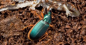 Top 10 Bizarre Insect Predators