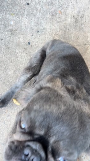 Frenchie training with no treats just acknowledgement. #fluffyfrenchie #frenchbulldog #training | Sunny D Reels | Facebook