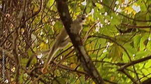 Squirrel monkey climbing in trees under the canopy of the Amazon rainforest