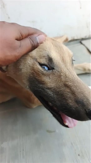 Funny Dog Prank 😂 | Dog Reaction on Prank Sound Effect | #dog #funny #shorts #prank