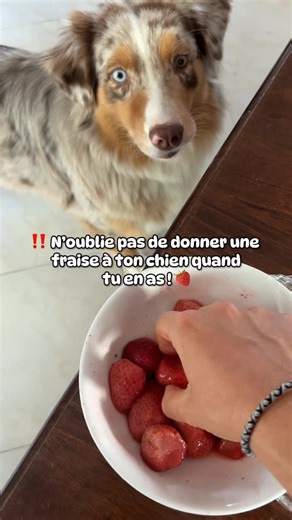 🍓 Et si tu donnais une fraise à ton chien ? 🐶 Un petit fruit, plein de bienfaits : ✨ vitamine c pour booster son immunité 💪 antioxydants pour rester en forme 🌿 fibres pour une bonne digestion 💧 très hydratant 🥰 léger et naturel = parfait en friandise Ici, Télia en est complètement fan ! 😋 ⚠️ À savoir : ✔️ bien laver la fraise ✔️ retirer la queue verte ✔️ toujours nature (pas de sucre ou crème) ✔️ en petite portion adaptée 🍓 Abonne-toi pour plus de conseils 😉 #fraisepourchien #snacknatur