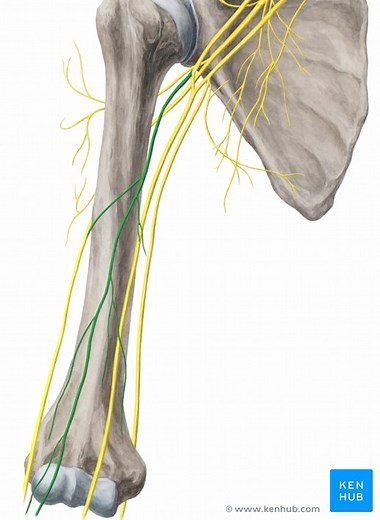 Nervus musculocutaneus