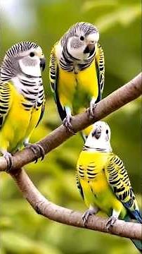 "Australian Budgies in 4K – The Most Colorful & Playful Pet Birds!" 🌿🐦✨