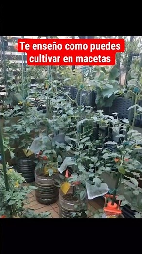 😲The trick farmers use to grow in small spaces🪴✨