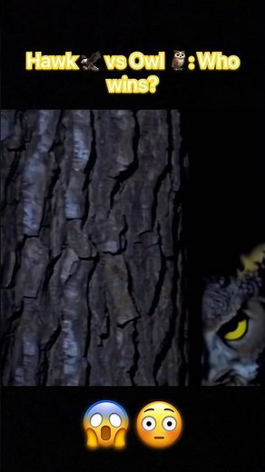 Owl vs hawk : Who Wins the Ultimate Battle? 🦅🦉 #shorts #animals #wildlife#fyp #facts