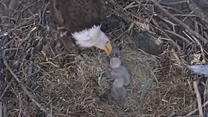 Viral bald eagle cam shows rare first moments of newly hatched chicks