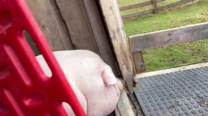 33K views · 4.6K reactions | Paulie Walnuts the reluctant exerciser . He definitely does not want to work out but he kinda has to . We want him to see again and that is going to take dropping another 50-75 pounds . He actually loves being outside when he gets there . Peace, Love & Pigs | Arthur's Acres Animal Sanctuary | Facebook