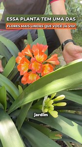 A Clivia, Clivia miniata, é uma herbacea perene, com inúmeras flores na cor alaranjada que formam um delicado buquê🍃 Siga: @vidadejardineiro para mais dicas de jardinagem | Vida de Jardineiro