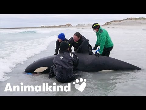 Stranded killer whale returned to sea | Animalkind