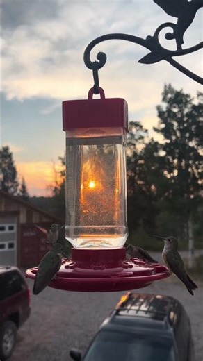 Hummingbirds before the world wakes up #wildlife #dawn #peaceful