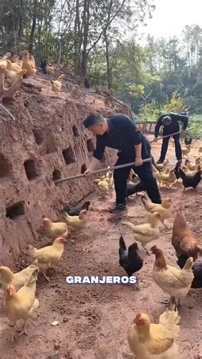 This farmer dug CAVES for his chickens and now EVERYONE wants to copy him