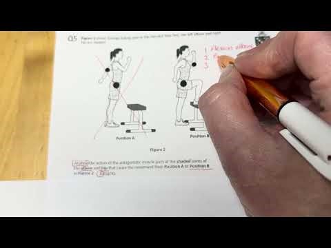 W4 HW feedback Antagonistic pairs & muscle fibres