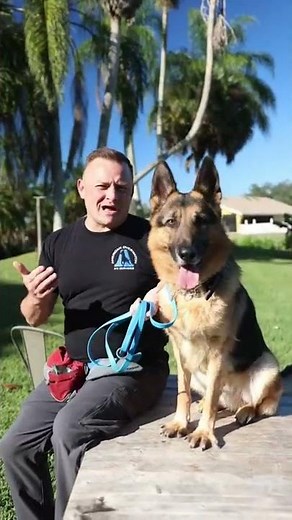 Check out this 2 year old German Shepherd #germanshepherd#germanshepherdpuppy #dog #doglovers #dogs