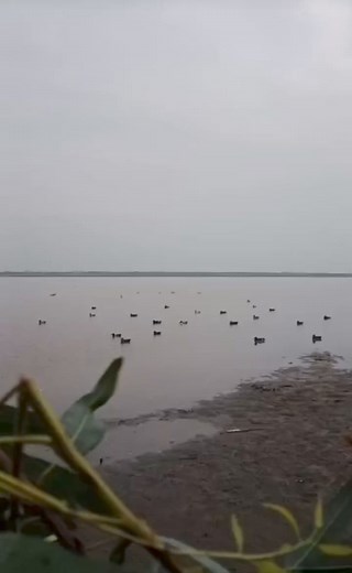 Today the best video duck 🦆🦆🦆 hunting#hunting# reels# shorts | Night hunter