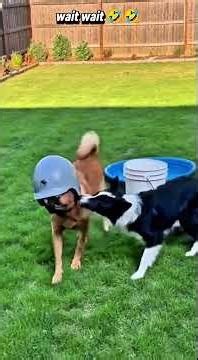 Cute Animal Shorts Compilation | Relaxing Moments