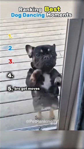 Ranking Best Dog Dancing Moments 😂🐶