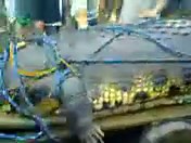 Giant crocodile captured alive in Philippines