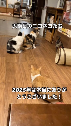 ニコノシッポ on Instagram: "大晦日は猫たちといっしょに年越し。 2025年もいろんなことがありました。たくさんの出会いと、辛い別れもありました。命と関わることの重さを痛感した一年でもありました。 それでもここまで続けてこれたのは、たくさんのお客様、里親様、保護主様、取材してくださったメディアのみなさま、そしてスタッフのみんなのおかげです。そんな感謝の一年として締めくくりたいと思います。 本当にありがとうございました！ 猫たちにかわってお礼申し上げます！ 2026年は1/2から登場営業いたします！ 初ニコお待ちしております^_^"