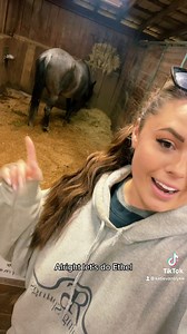 2023 Foal Color Possibilities!🐴 | Katie Van Slyke