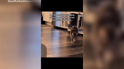 Cat Fakes Paw Injury