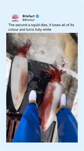 Bitofact | Educational Facts and Videos on Instagram: "When a squid dies, its skin rapidly loses color and turns pale or white. Squids change color using specialized cells called chromatophores, which expand and contract using muscle control powered by the nervous system. Once the squid dies, those muscles stop working, causing the chromatophores to relax and the pigments to fade. What’s left is the squid’s natural, translucent tissue underneath. That’s why freshly caught squid can look vibrant 