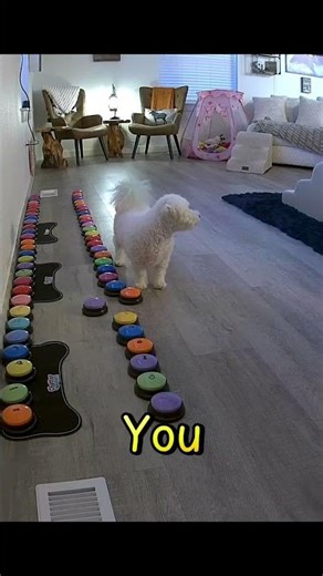 When your dog uses buttons to describe pure joy 💕🐶 #talkingdog #dogbuttons #buttondog #smartdog