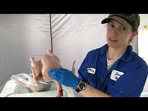How to Process a Chicken