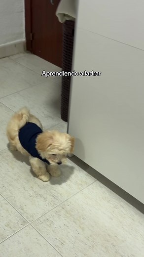 Jaja, aprende a ladrar como un Maltipoo