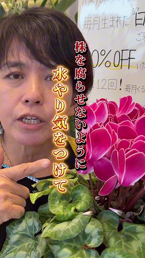シクラメンの水やりと育て方ガイド