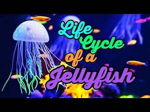 How does a Jellyfish Reproduce? | Life Cycle of Jellyfish