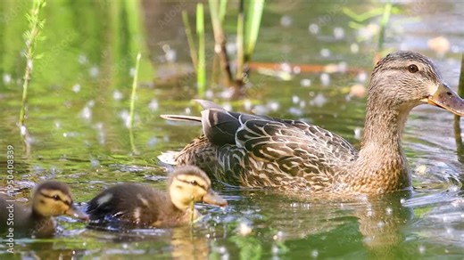 Close view of a mother mallard duck swimming with two baby chicks in vibrant green pond water