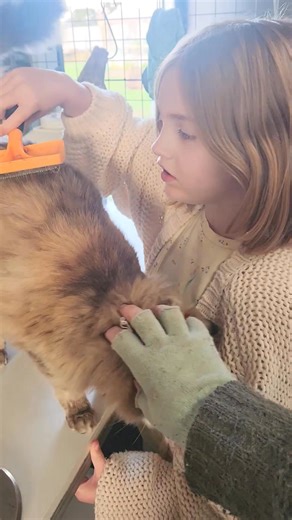 Ava's life goals. To be a Cat groomer and a florist. 🐈‍⬛️🌷 | Creature Comforts Cattery Hamilton