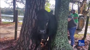 These men tried EVERYTHING to get this stuck cow out of a tight spot. All of their attempts, and a successful rescue, were captured in this video. (Credit: ViralHog) | The Weather Channel