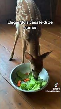 Rescate en Acción Camino al Alivio