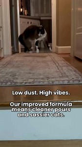 2.6K views | Fresh Step’s upgraded formula helps keep the dust down and the vibes up ✨ | Fresh Step Litter | Facebook