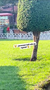 799K views · 31K reactions | #kucing #lucu #funny | Komunitas Cerdas Finansial | Facebook