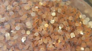 4.3K views · 101 reactions | The hatchery is a happening place this week, with several batches of eggs beginning to hatch. Check out these Fish Lake strain rainbow trout from Erwin NFH in TN. Check back soon for more updates and videos of the hatches. | Wolf Creek National Fish Hatchery | Facebook