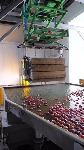Our robotic system gently submerges a fresh bin of apples as they enter the packing line. It’s about respecting what’s taken 52 weeks to grow, and ensuring our fruit reaches customers at its very best. #packhouse #kaiaponifarms #gisborne #kpack #newzealand | Kaiaponi Farms