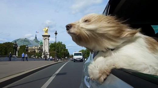 Why dogs stick their heads out of car windows